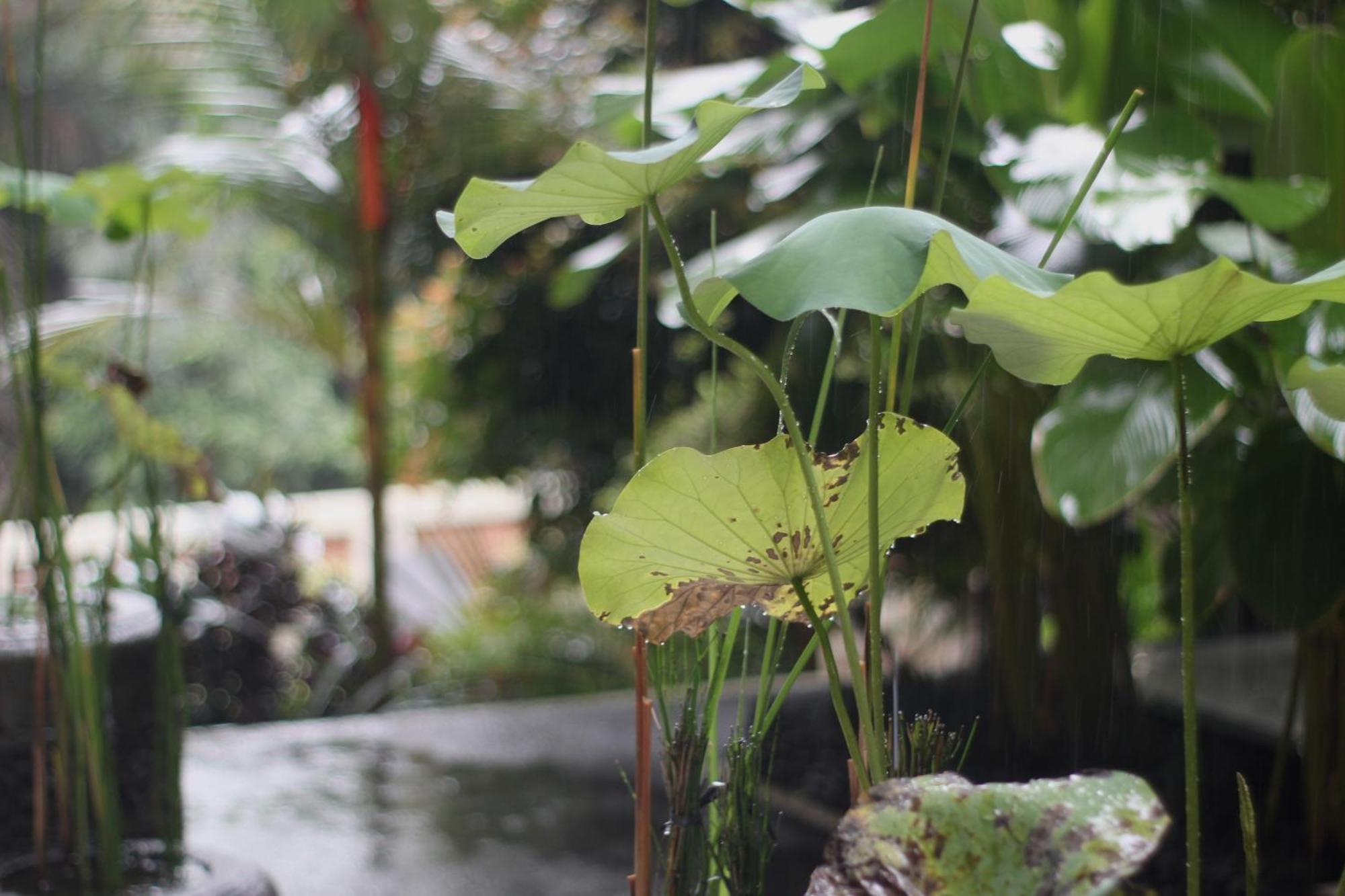 Hanaka Riverside Ubud Extérieur photo